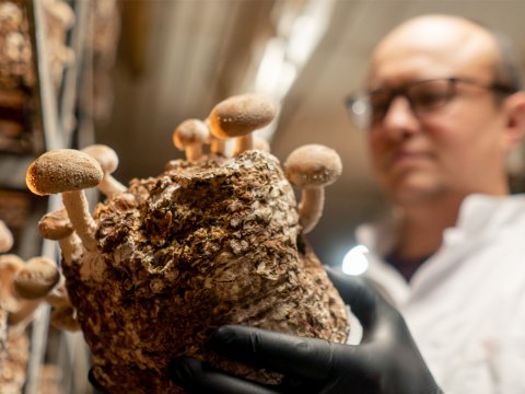 Monterey Mushrooms harvests savings while doubling network capacity (1)